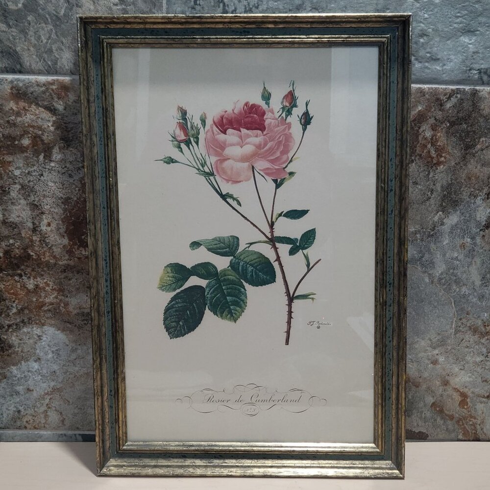 Framed Pierre Joseph Redouté Print Rosier de Cumberland Cumberland Rose